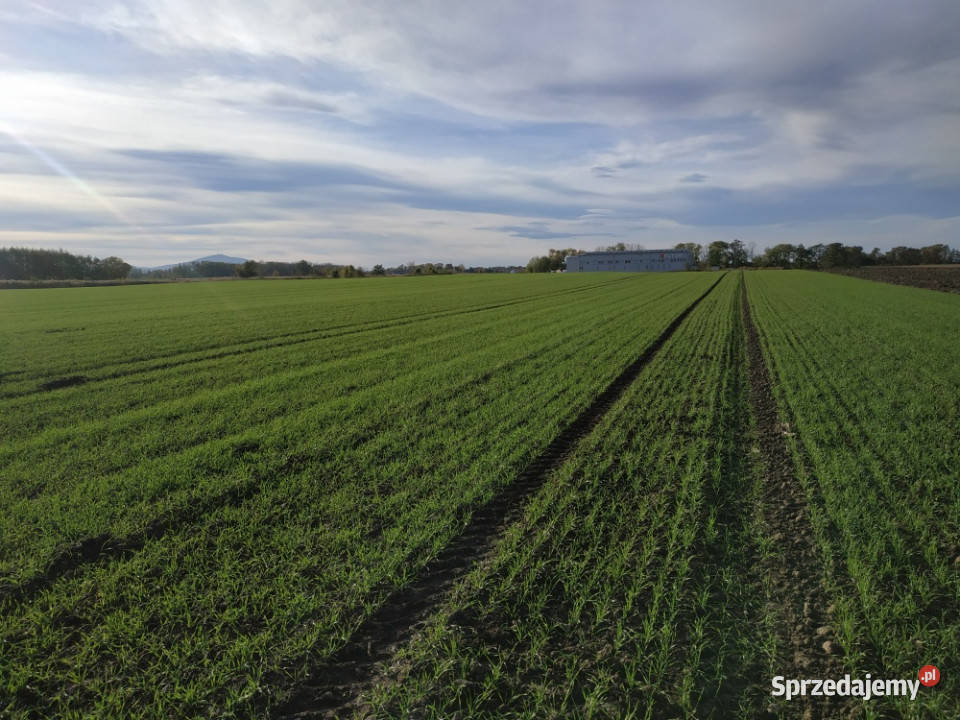 Na sprzedaż sprzedaż nieruchomości gruntowych Sprzedaż Wierzbice sprzedam