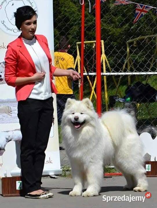Samoyed odbiór na Święta Bożego Narodzenia mazowieckie Izabelin B