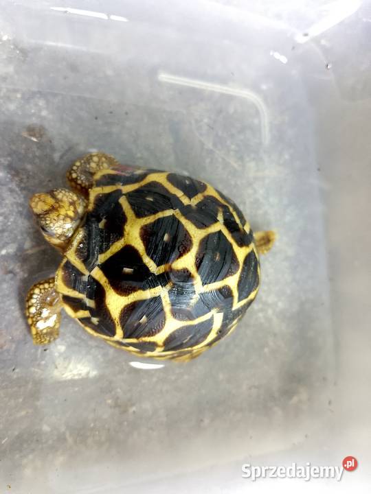 Żółw gwiaździsty lądowy Geochelone elegans Bielsko-Biała