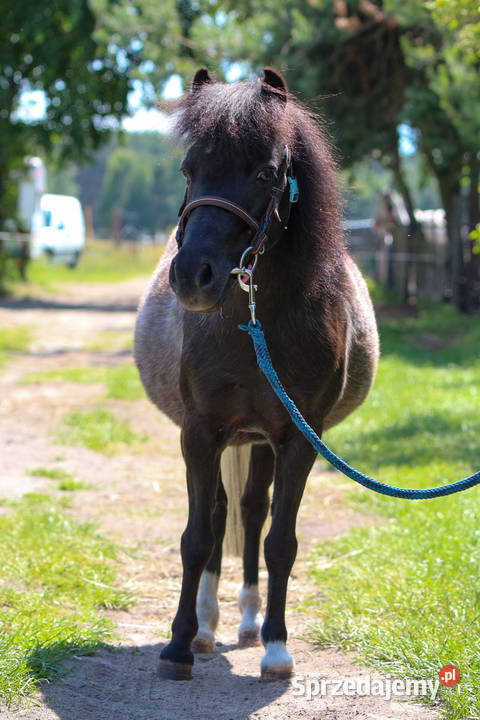 13letnia klacz kuca szetlandzkiego z Oborniki