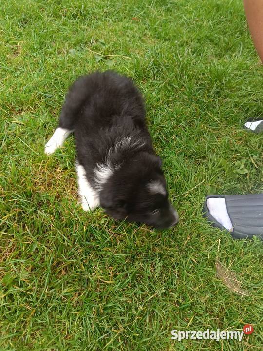 Pieski border collie sprzedam