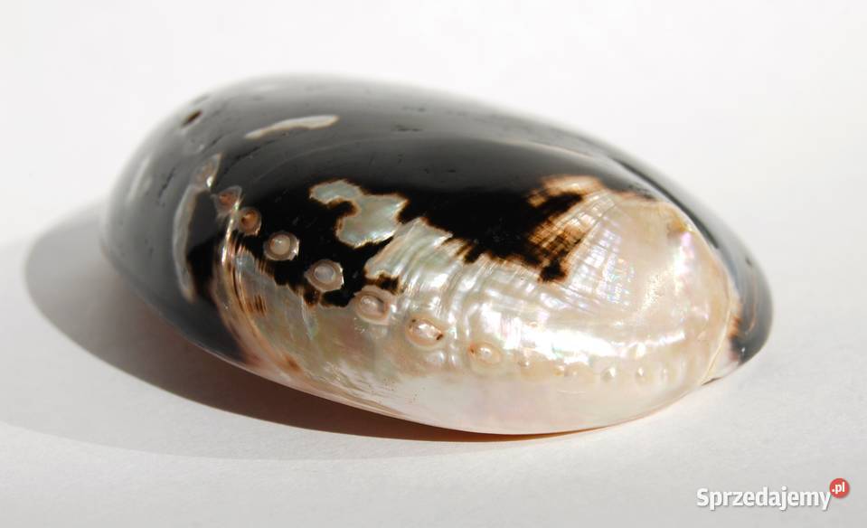 Muszla morska abalone paua polerowana 86 Pozostałe
