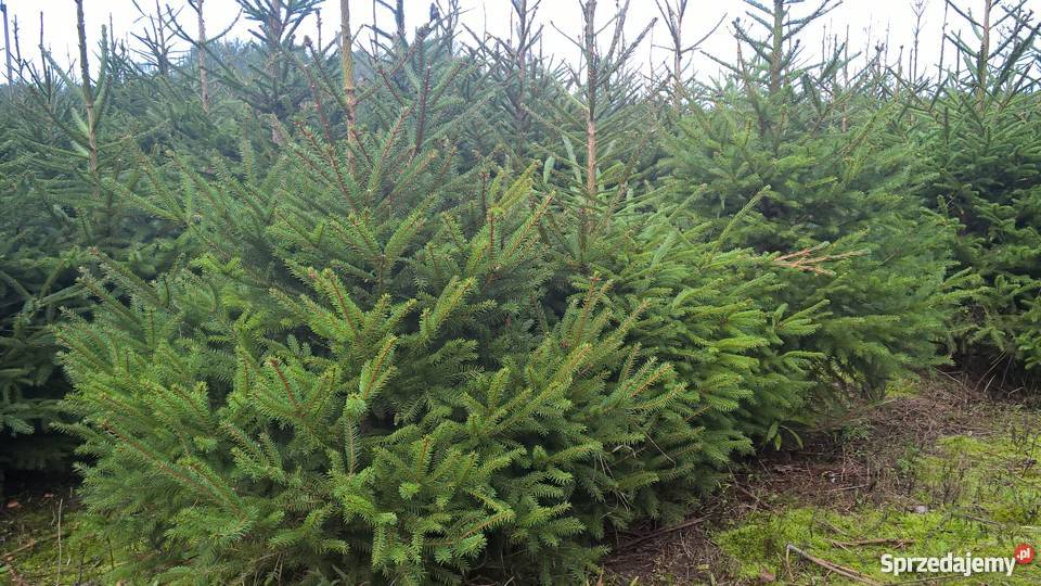 Choinki świerk srebrmy świer pospolity jodła Mszczonów