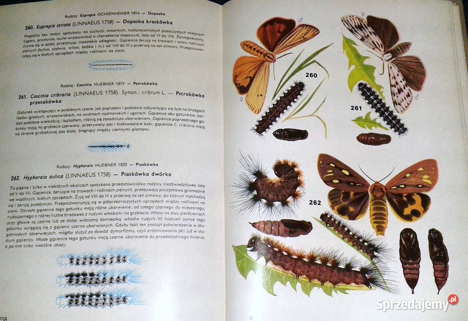 Motyle Polski Jerzy Heintze Chełm