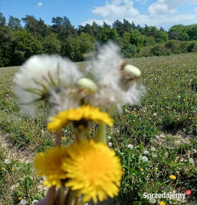 Nasiona Mniszek lekarski Kraśniczyn