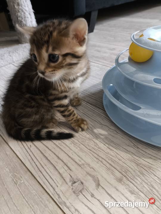Kotki bengalskie Nielubia