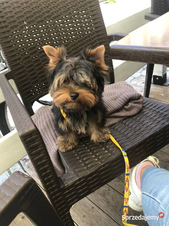 Śliczny mały York śląskie Cieszyn