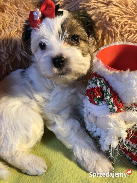 Suczka york biewer Ajsze rodowód IHR wielkopolskie Kopaszyn