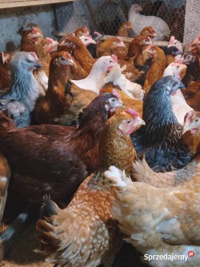 Kury nioski rosa dominant leghorn Nowa Karczma