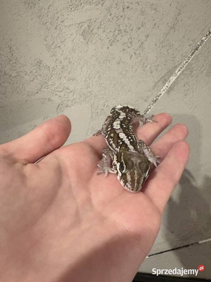 Sprzedam gekona madagaskarskiego Sulejówek