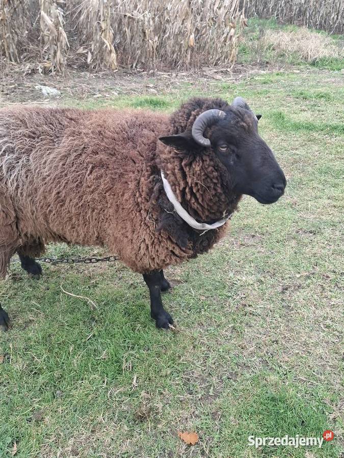Owca baran sprzedam śląskie