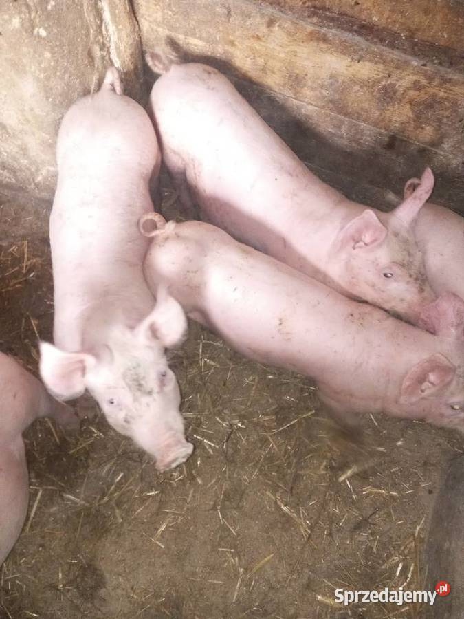 Prosięta mięsne rolnika urodzenia Oświęcim sprzedam