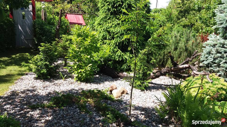 działka ROD Energetyk 1 Poznań Wincentego 1 prąd Poznań