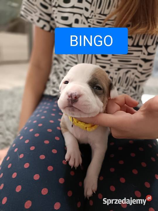 Szczenięta amstaff rodowód Wyszków