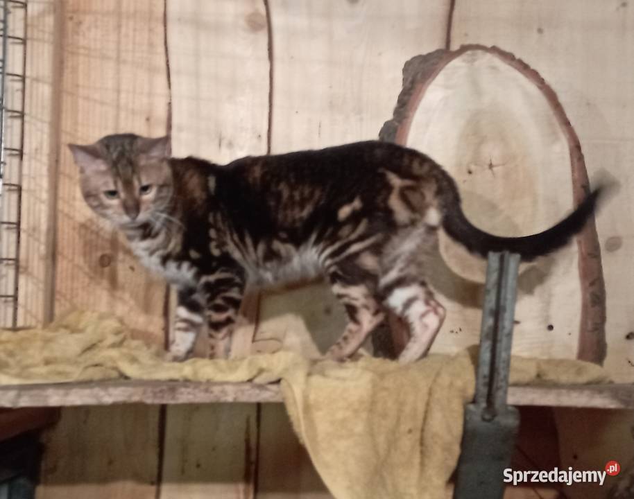 Kocurek Bengalski Marmurkowy urodziny 092023 Kędzierzyn-Koźle