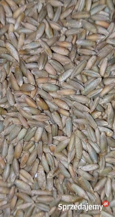 Żyto na sprzedaż zbiór 2025 Ostrów Lubelski sprzedam