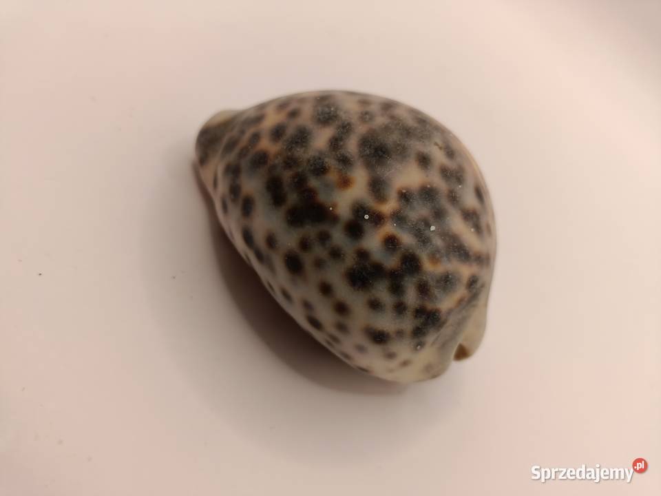 MUSZLA PIĘKNA MUSZLA PORCELANKI TYGRYSIEJ Zamość