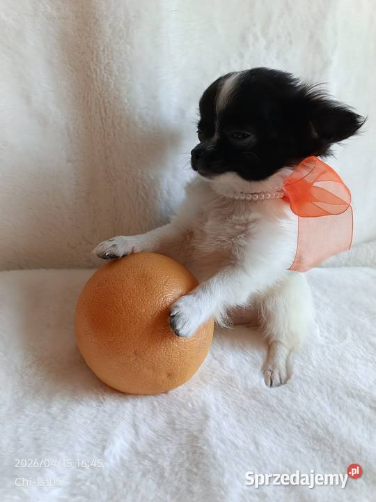 Chihuahua chłopiec długowłosy smczyk piesek