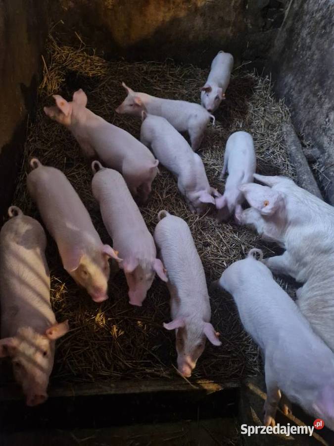 Prosiaki prosięta warchlaki 30 pomorskie Starogard Gdański