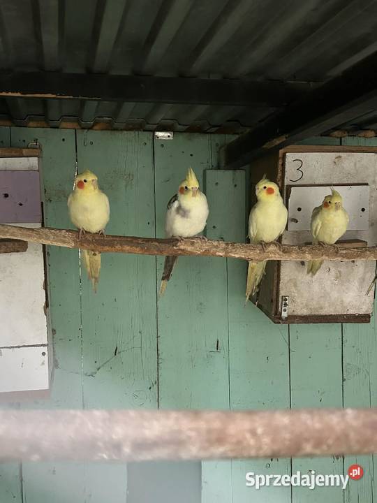 Papugi nimfy pary lęgowe I młode 25r sprzedam