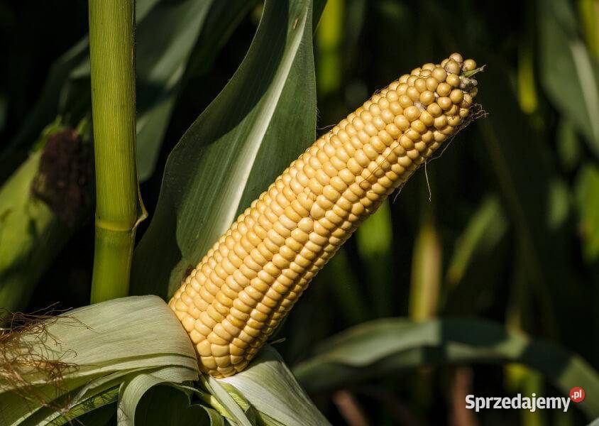 Nasiona kukurydzy Syngenta SY Invictus FAO 230 Rudna Mała sprzedam