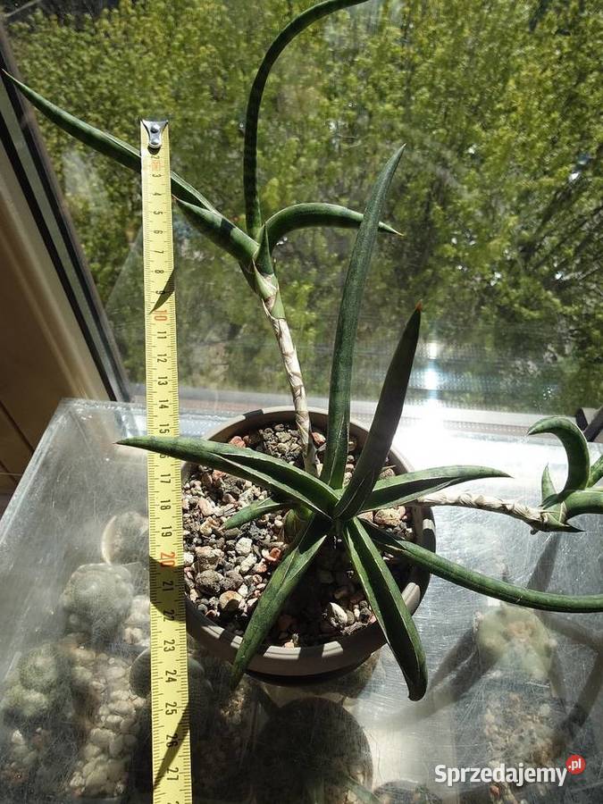 Sansevieria ballyi Minnie odrost ok 20