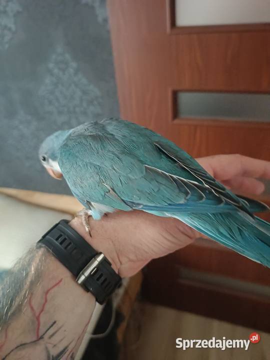 Mnicha Nizinna Ręcznie Karmiona śląskie Radlin