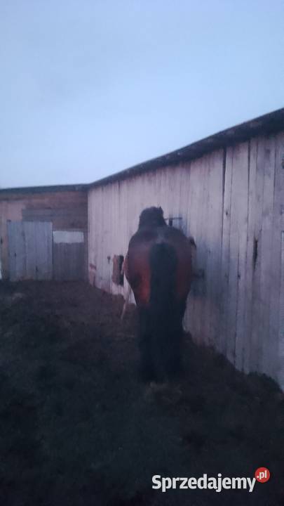 Sprzedam ogiera zimnokwistego mazowieckie Gąbin