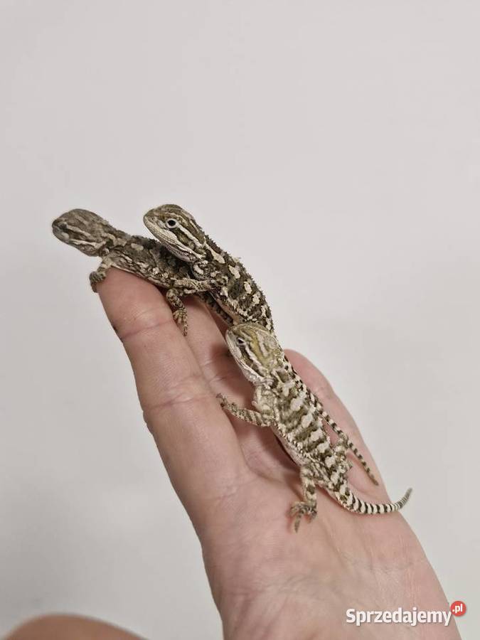 Agama Brodata rożne odmiany barwne w roznym Oława