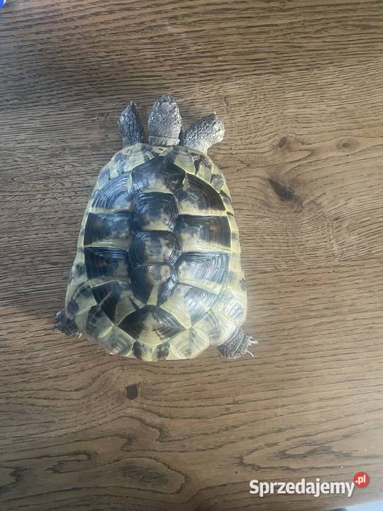 Żółw grecki małopolskie Oświęcim