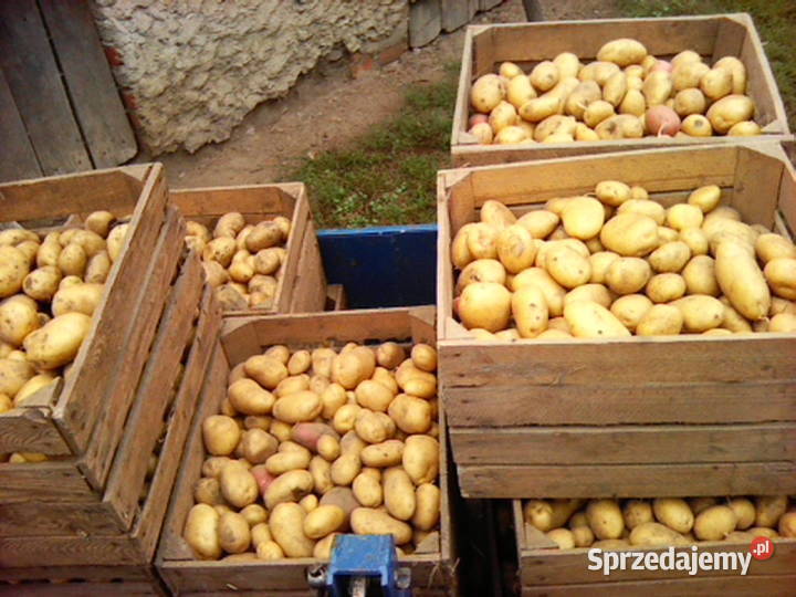 Ziemniaki Jurek mazowieckie Kozłów Szlachecki sprzedam
