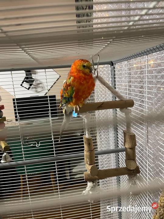 Dwie papugi Świergotki klatka śląskie Mysłowice