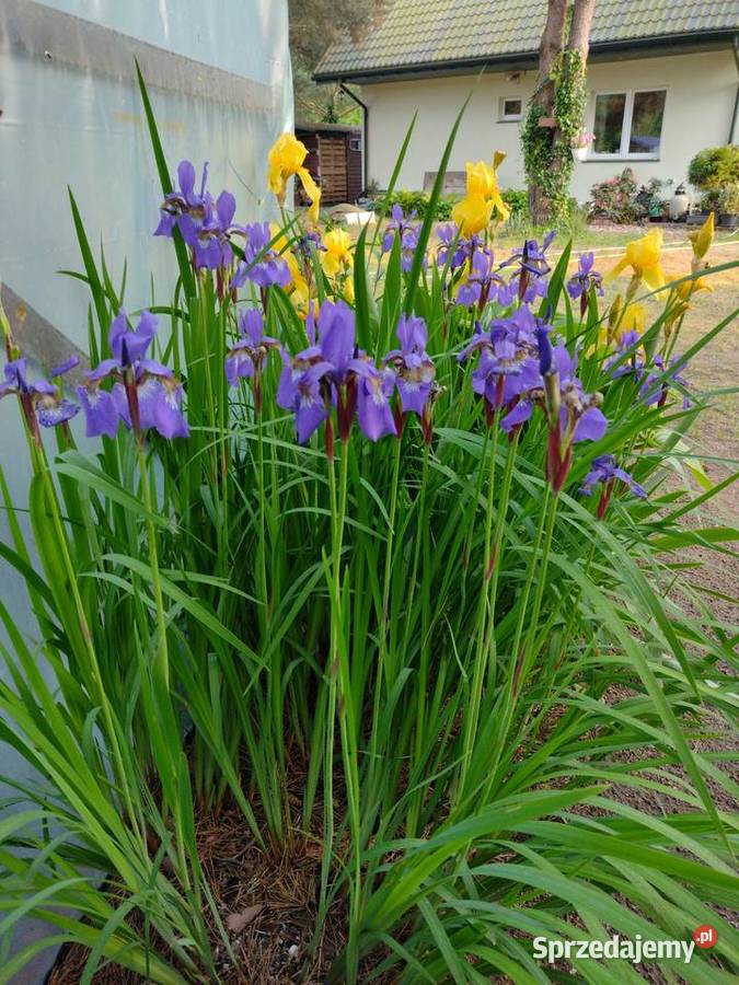 Rośliny z ogrodu Komornica sprzedam