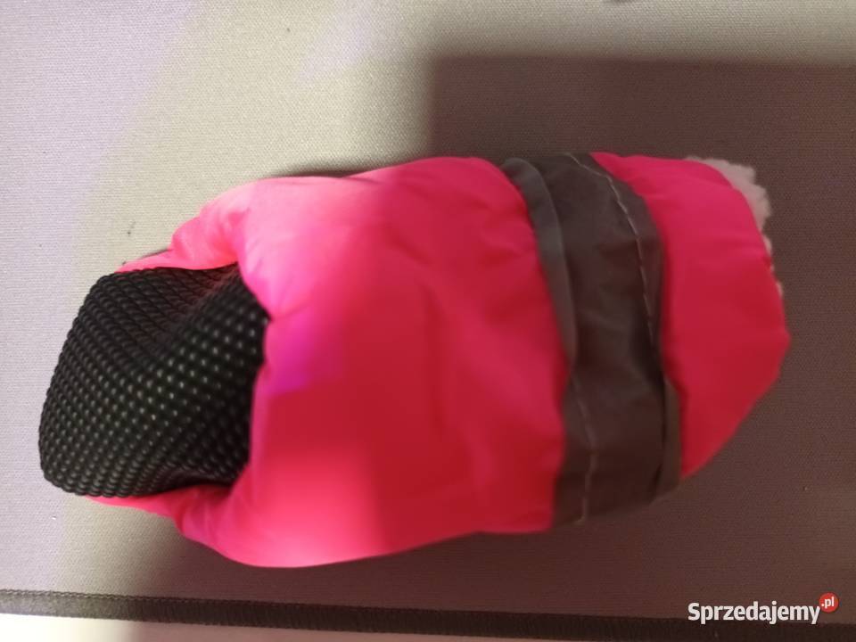 Buty małego psa york Stanisławów