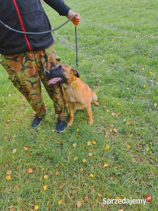 Owczarek Belgijski Malinos Rędziny
