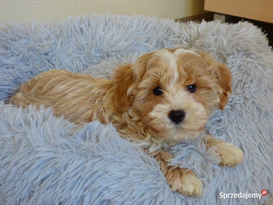 Pieski rasy Maltipoo świętokrzyskie Kielce
