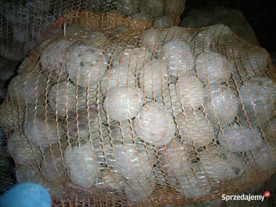 Ziemniaki jadalne Rośliny okopowe