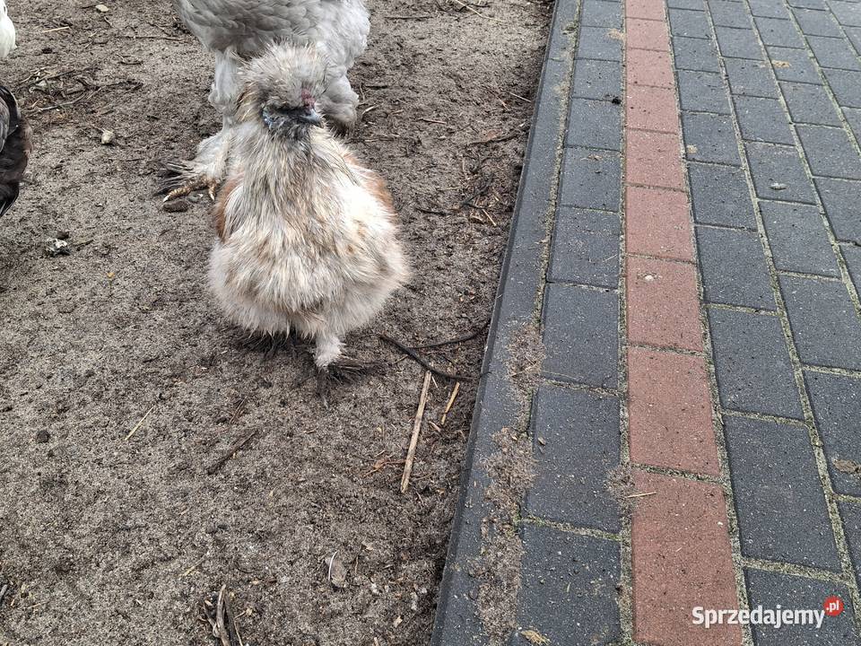 silki jedwabiste Sułoszyn sprzedam