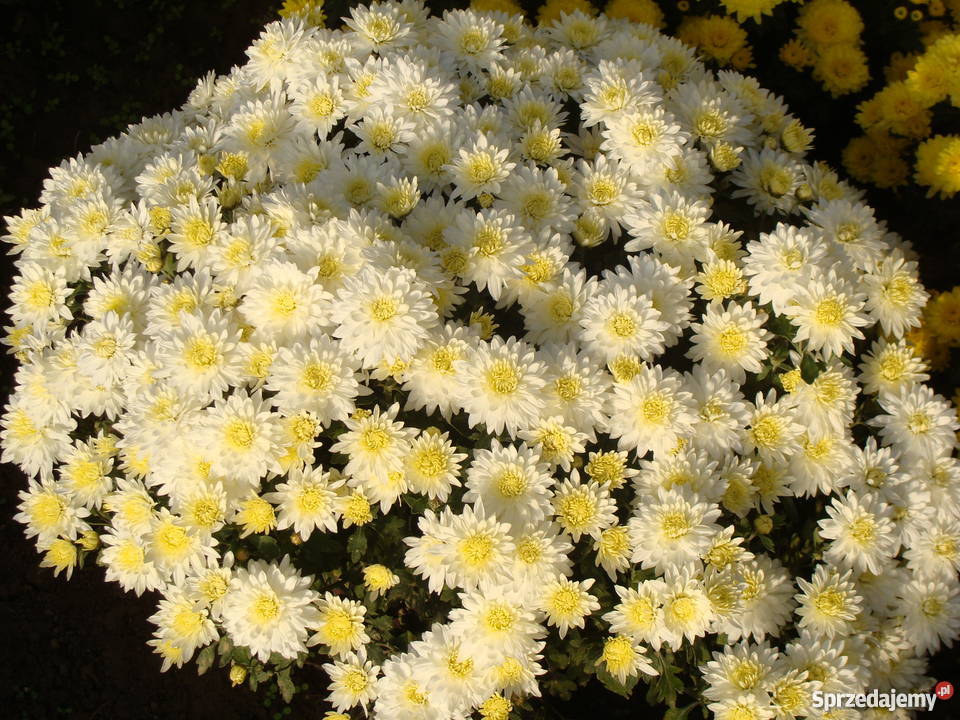 chryzantemy świętokrzyskie Gałkowice-Ocin sprzedam