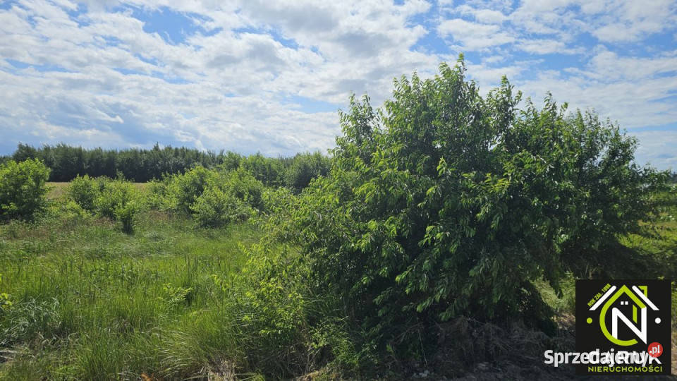 Działka 9800m2 Laska