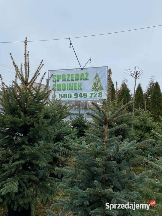 Choinki z własnej plantacji świerk srebrny Lipsko sprzedam