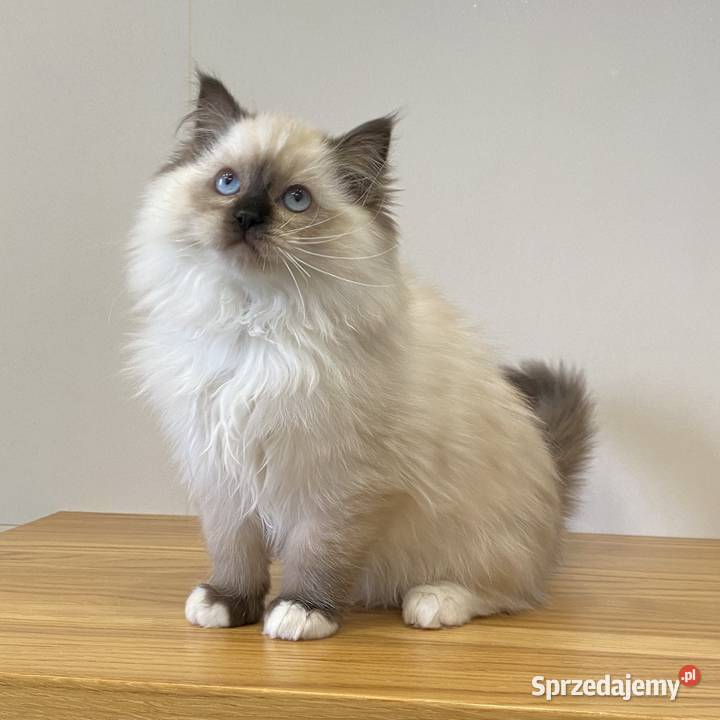 Małe kotki Ragdoll FPL kotka Ragdoll Katowice sprzedam