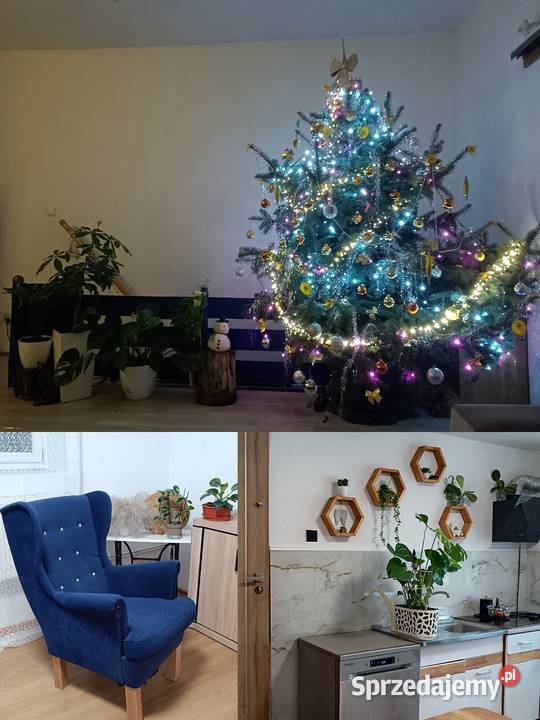 Dom z ogrodem dolnośląskie Jarosław