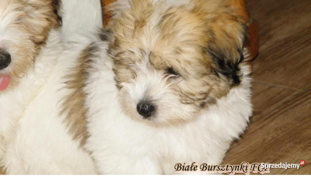 Coton de Tulear szczeniaczki Championach Gdańsk