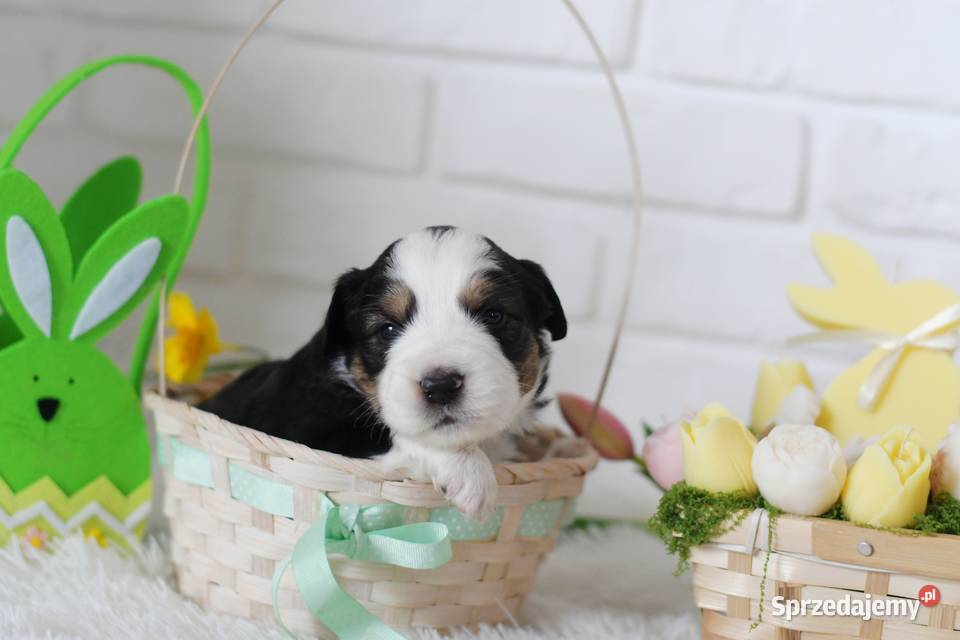 Amerykański Owczarek Miniaturowy FCI Drawno