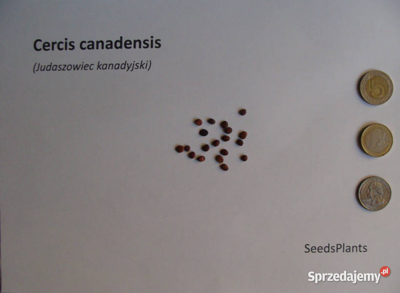 JUDASZOWIEC KANADYJSKI Cercis canadensis NASIONA Lubanie