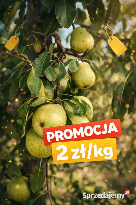 Gruszki prosto sadownika promocja 2 Jenkowice