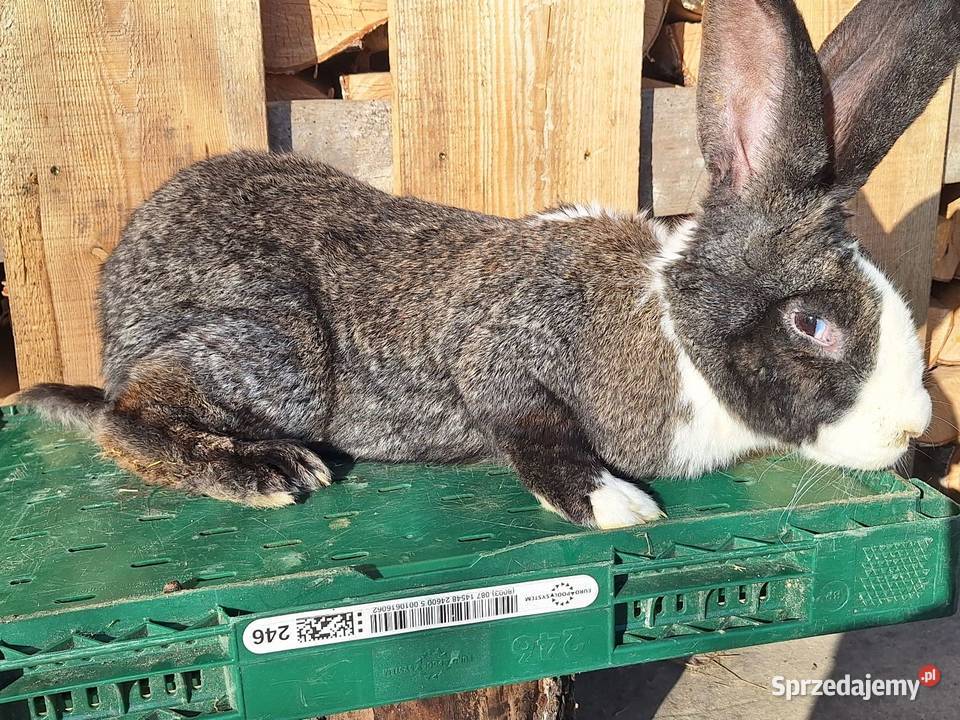 Sprzedam samice Gryzonie Skłoby sprzedam