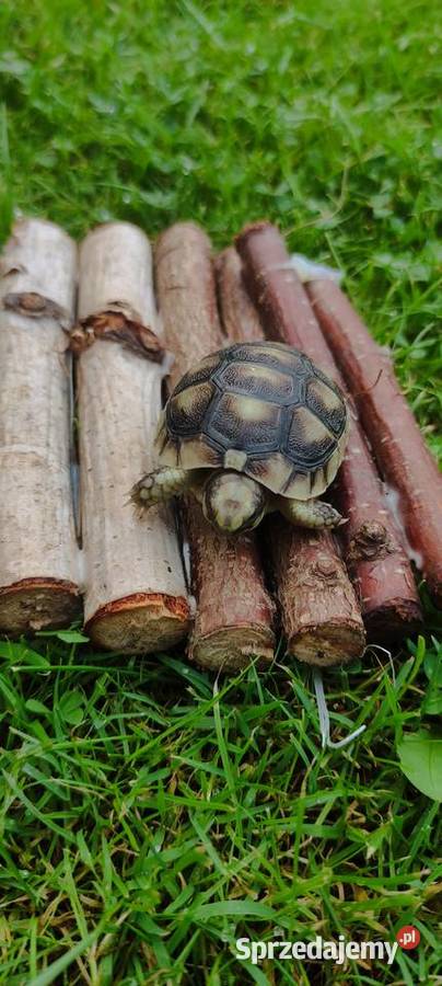Żółw grecki Testudo hermanni młody Dąbrowa Górnicza