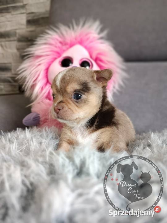 Sunia Rodowodowa Chihuahua Merle Do Rezerwacji Ustroń